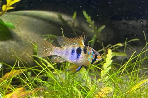 German Blue Ram: Care, Diet, Lifespan, and  .